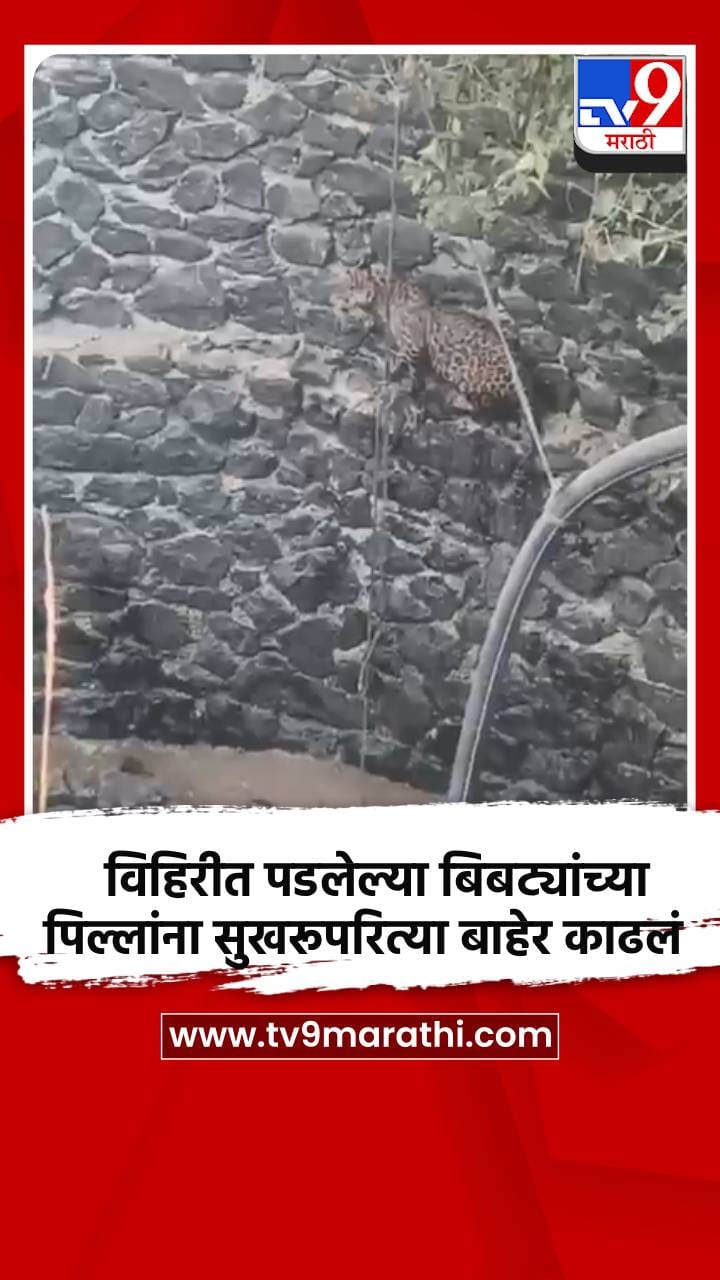 विहिरीत पडलेल्या बिबट्यांच्या पिल्लांना सुखरूपरित्या बाहेर काढलं