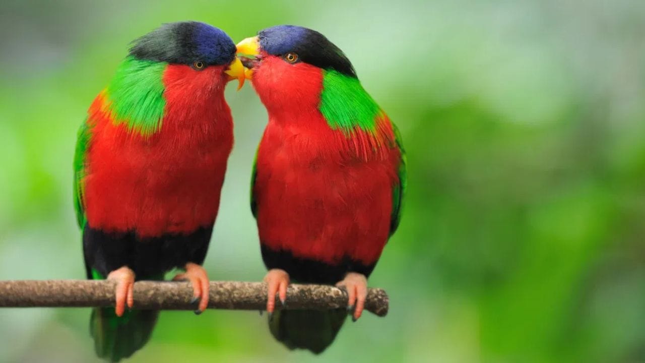 Vastu Shastra : पती, पत्नीचे सतत भांडणं होतायेत? मग घरात लावा या पक्ष्याचा फोटो, सर्व समस्या होतील दूर Vastu Shastra : पती, पत्नीचे सतत भांडणं होतायेत? मग घरात लावा या पक्ष्याचा फोटो, सर्व समस्या होतील दूर