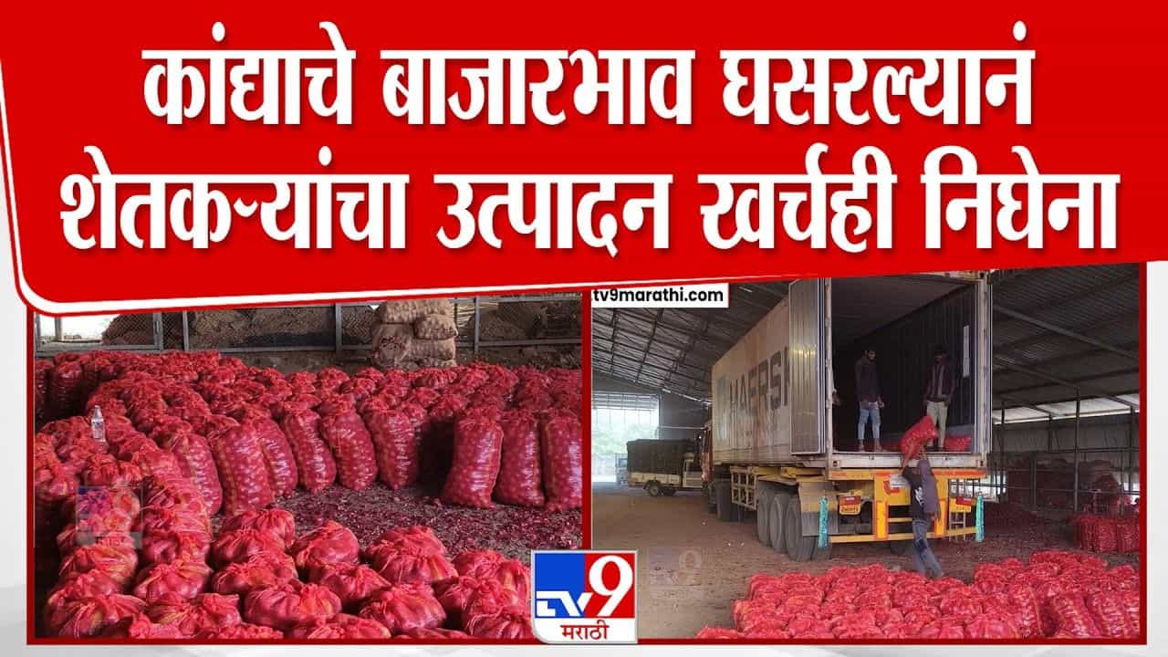 कांद्याचे भाव घसरले; उत्पादन खर्चही निघेना! शेतकरी हवालदिल