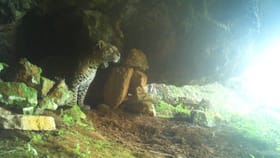 मुलुंडमध्ये बिबट्या शिरला, जुहूत घरात आढळली जिवंत मगर, मुंबई हादरली.