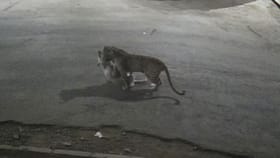 मुलुंडमध्ये बिबट्या शिरला, जुहूत घरात आढळली जिवंत मगर, मुंबई हादरली.