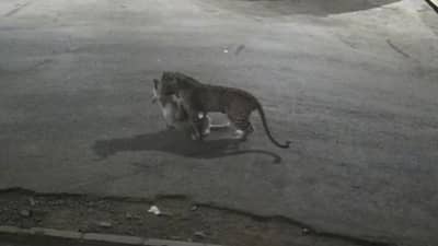 मुलुंडमध्ये बिबट्या शिरला, जुहूत घरात आढळली जिवंत मगर, मुंबई हादरली