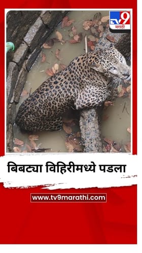 इन्सुली भिसेवाडीत विहिरीत पडलेल्या बिबट्याला वनविभागानं केलं रेस्क्यू.