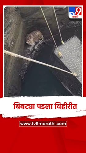 दिंडोरीत भक्षाचा पाठलाग करतांना विहीरीत पडला बिबट्या.