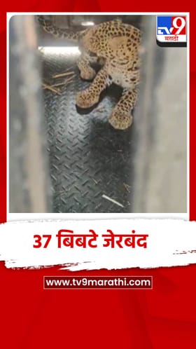 शिरूरच्या पिंपरखेड परिसरात वन विभागाने लावलेल्या पिंजऱ्यात 37 वा बिबटे जेरबंद.