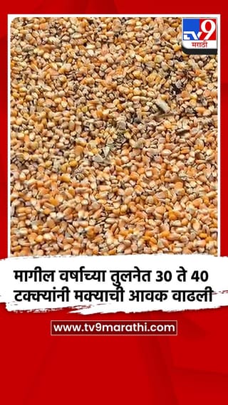 मागील वर्षाच्या तुलनेत 30 ते 40 टक्क्यांनी मक्याची आवक वाढली