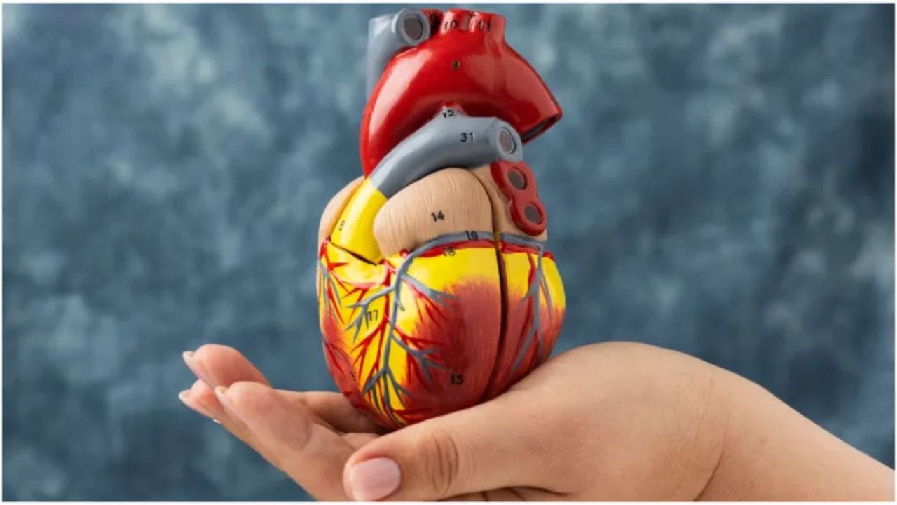 जर तुम्ही मांसाहारी असाल तर सॅल्मन आणि मॅकेरल (बांगडा )  सारखे चरबी युक्त माशांचे सेवन देखील करु शकता. डायटीशियन अनामिका यादव यांच्यामते एक्स्ट्रा व्हर्जिन ऑलिव्ह ऑईल देखील हृदयाच्या आरोग्यासाठी खूपच फायदेशीर सिद्ध होऊ शकते. 