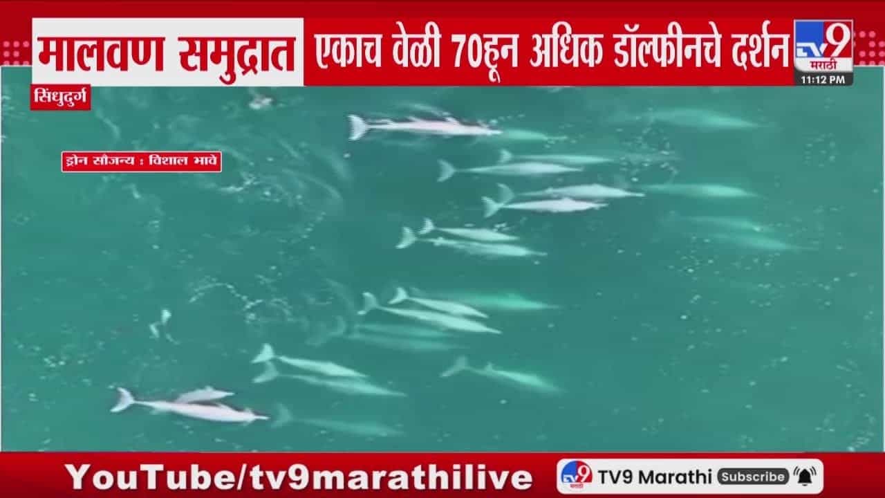 मालवणच्या समुद्रात दिसले 70 हून अधिक डॉल्फिन; ड्रोन व्हिडीओ समोर