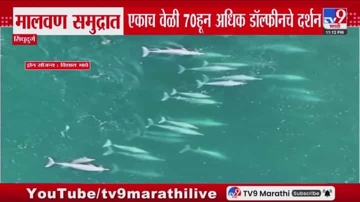 मालवणच्या समुद्रात दिसले 70 हून अधिक डॉल्फिन; ड्रोन व्हिडीओ समोर मालवणच्या समुद्रात दिसले 70 हून अधिक डॉल्फिन; ड्रोन व्हिडीओ समोर