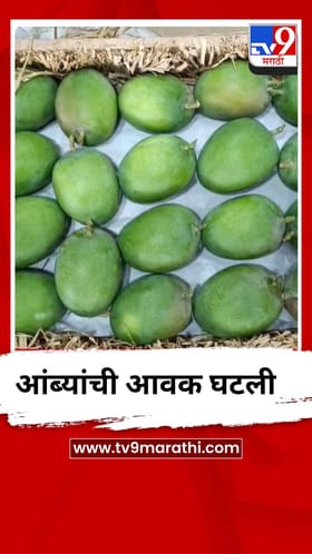 आंब्याची आवक घटली, केवळ 100 पेट्याच दाखल.