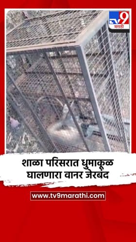 शाळा परिसरात धुमाकूळ घालणारा वानर जेरबंद