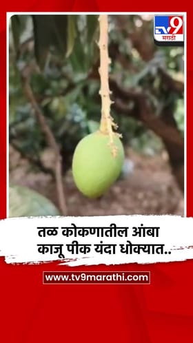 तळ कोकणातील आंबा काजू पीक यंदा धोक्यात..