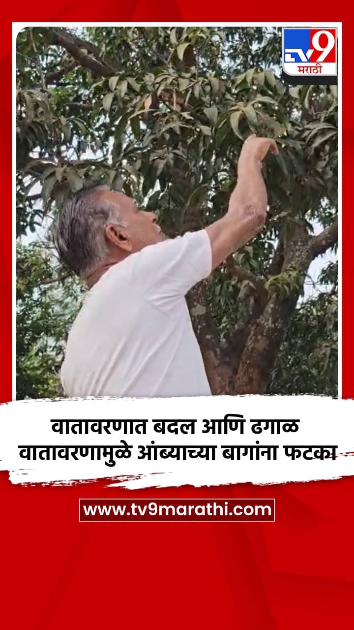 सातपुड्यातील प्रसिद्ध गावरान आंब्याला यंदा फटका बसण्याची शक्यता