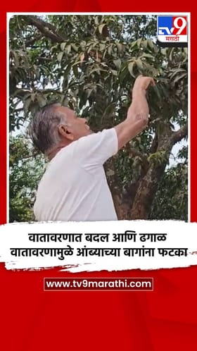 सातपुड्यातील प्रसिद्ध गावरान आंब्याला यंदा फटका बसण्याची शक्यता