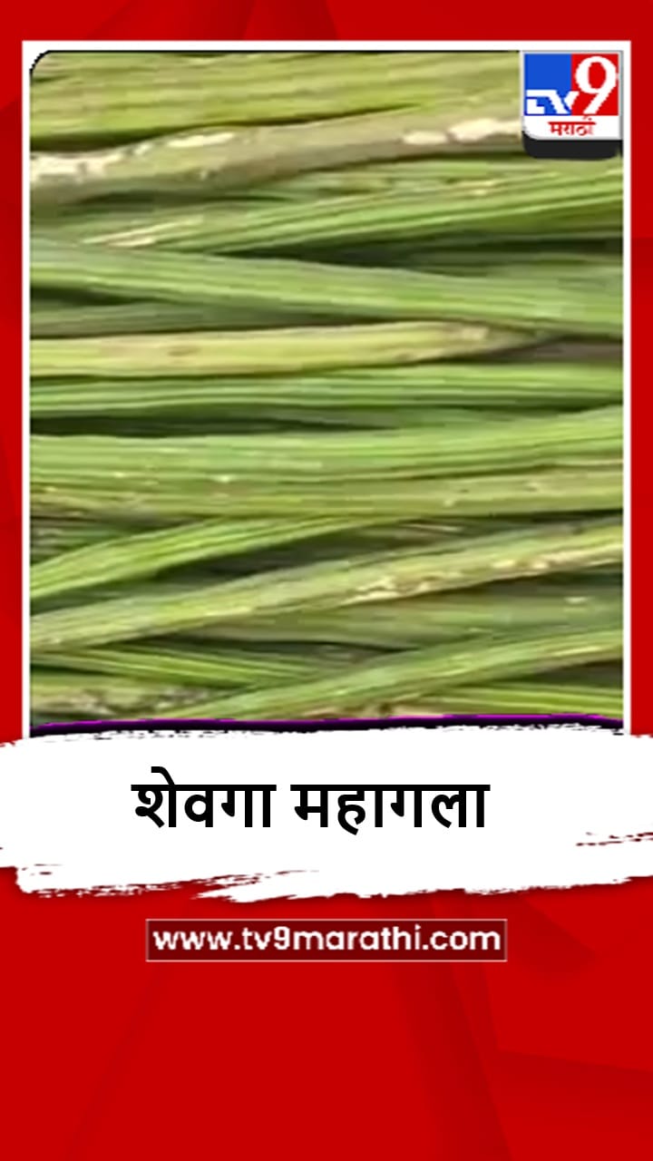 Buldhana : लहरी हवामानाचा शेवगाला फटका, दर गगनाला भिडले