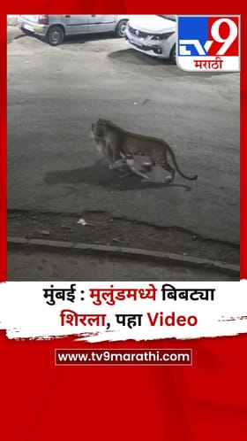 मुंबई : मुलुंडमध्ये बिबट्या शिरला, पहा Video.