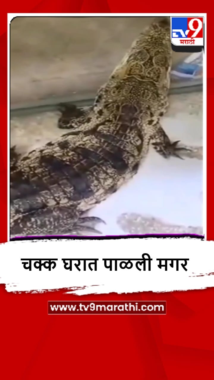 Mumbai : जुहूमध्ये चक्कू घरातून मगर आणि कासव जप्त