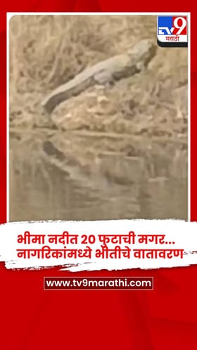 भीमा नदीत 20 फुटाची मगर... नागरिकांमध्ये भीतीचे वातावरण