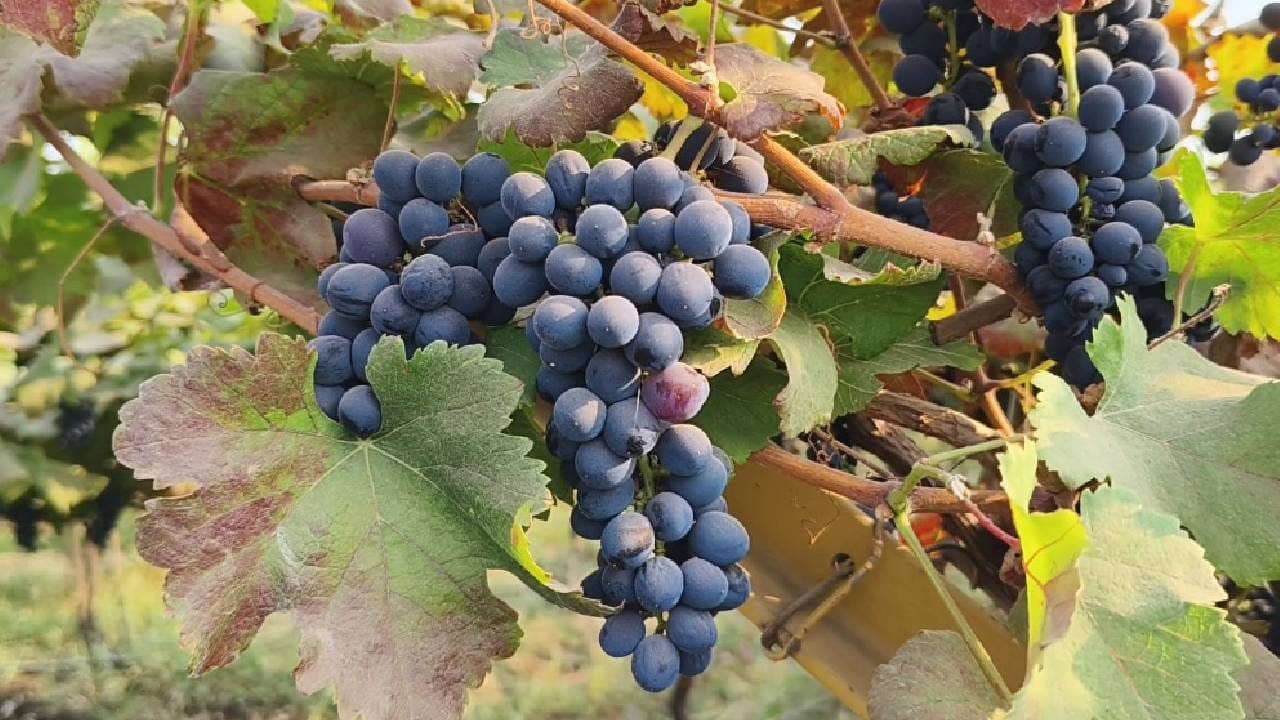 भारत-अमेरिका दरम्यान वाईन आयात करारावर चर्चा केली. 150 टक्के आयात शुल्क युरोपीयन महासंघ, ऑस्ट्रेलिया, कॅनडा आणि युके बरोबर 20 टक्क्यापर्यंत खाली आणले जाते. हे धोरण अमेरिके बरोबर वेगळे नसेल. भारतामध्ये न बनणाऱ्या  प्रीमियम, अप्पर प्रीमियम वाईन, महागड्या वाईन स्वस्त झाल्या तर आम्हाला आनंदच आहे. असे अखिल भारतीय वाईन उद्योग महासंघाचे अध्यक्ष जगदीश होळकर यांनी प्रतिक्रिया दिली. 