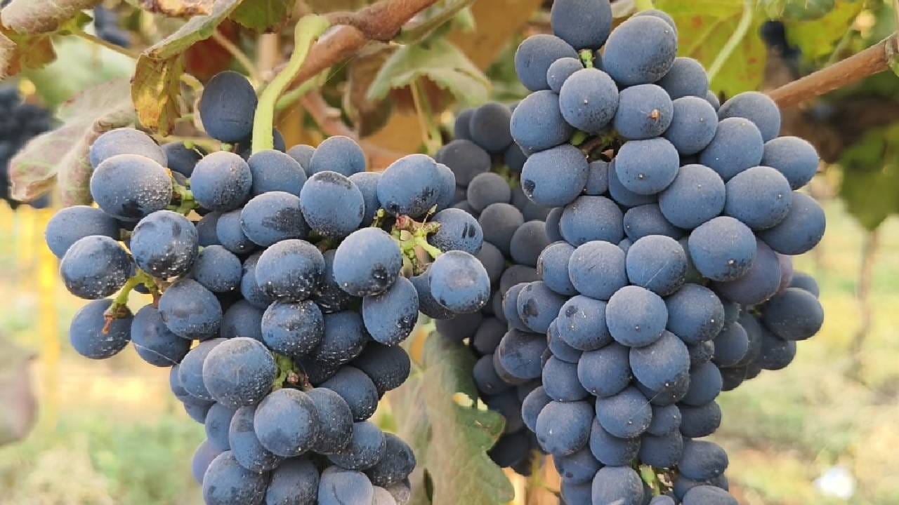 Wine Price:  तळीरामांना आता स्वस्तात परदेशी वाईन, वोडका, शॅम्पेन मिळणार आहे. किंमती अर्ध्यावर येणार आहे. तर दुसरीकडे आयात शुल्क कमी झाल्याने बाहेरील वाईनचा महापूर येईल आणि स्थानिक वाईनकडे ग्राहक पाठ फिरवतील अशी भीती वाईन उत्पादकांना वाटत आहे. अखिल भारतीय वाईन उद्योग महासंघाने चिंता व्यक्त केली आहे. 