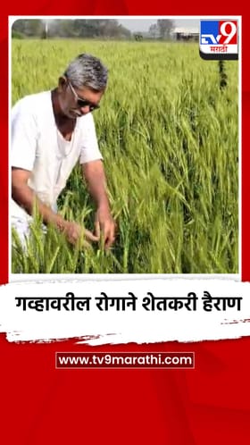 बदलत्या वातावरणाचा गव्हावर परिणाम; नाशिकच्या येवल्यातील शेतकरी चिंतेत