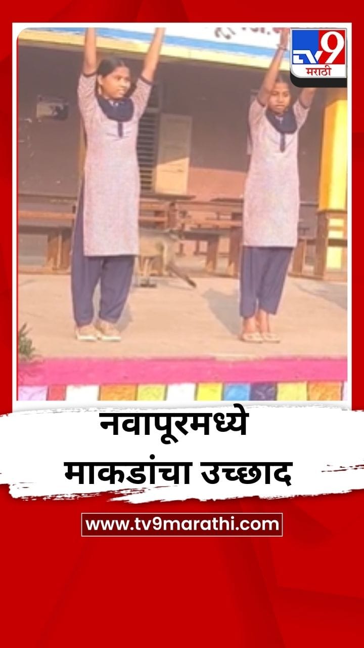 नवापूरमध्ये माकडांचा उच्छाद, शाळा परिसरात भीतीचे वातावरण