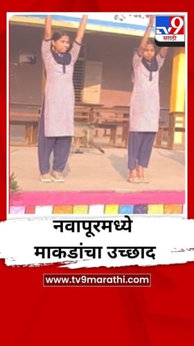 नवापूरमध्ये माकडांचा उच्छाद, शाळा परिसरात भीतीचे वातावरण.