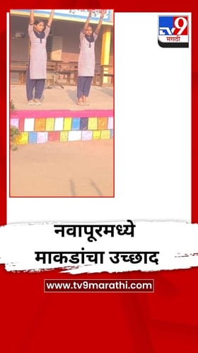 नवापूरमध्ये माकडांचा उच्छाद, शाळा परिसरात भीतीचे वातावरण.