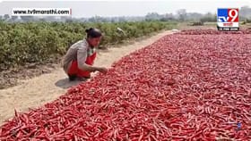 गडचिरोलीत शेतकरी खुश, लाल मिरचीला चांगला दर; एक क्विंटलचा भाव तब्बल...