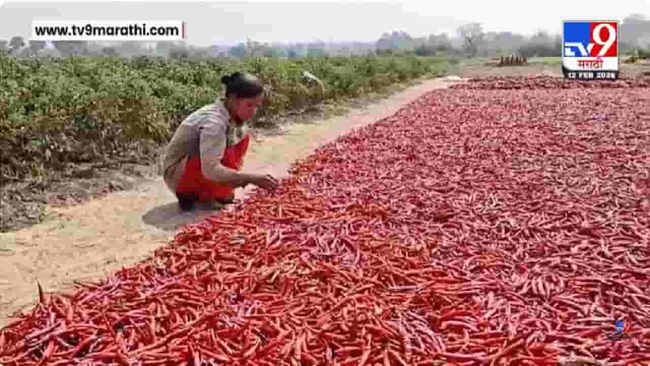 Gadchiroli | गडचिरोलीत शेतकरी खुश, लाल मिरचीला चांगला दर; एक क्विंटलचा भाव तब्बल...