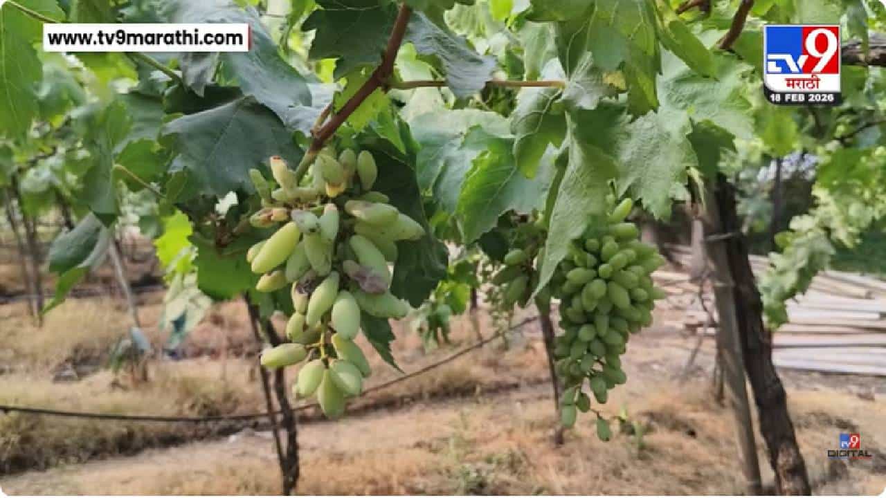 Nashik Grapes Farmer Issue | नाशिकमध्ये द्राक्ष उत्पादकांवर मोठे संकट! नेमकं काय झालं?