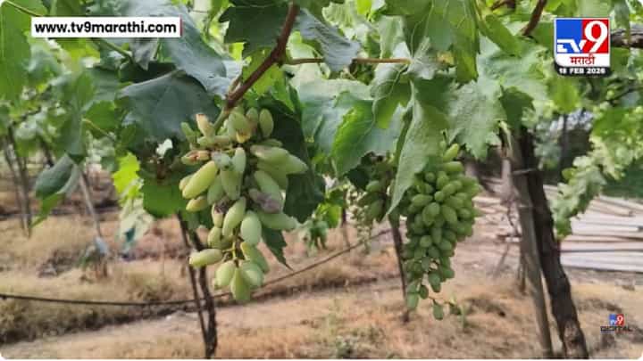 Nashik Grapes Farmer Issue | नाशिकमध्ये द्राक्ष उत्पादकांवर मोठे संकट! नेमकं काय झालं? Nashik Grapes Farmer Issue | नाशिकमध्ये द्राक्ष उत्पादकांवर मोठे संकट! नेमकं काय झालं?