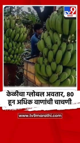 केळीचा ग्लोबल अवतार, 80 हून अधिक वाणांची चाचणी.