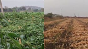 गहू, हरभऱ्याचा सत्यानाश, हातातोंडाशी आलेला आंबा गेला...अवकाळीने.....