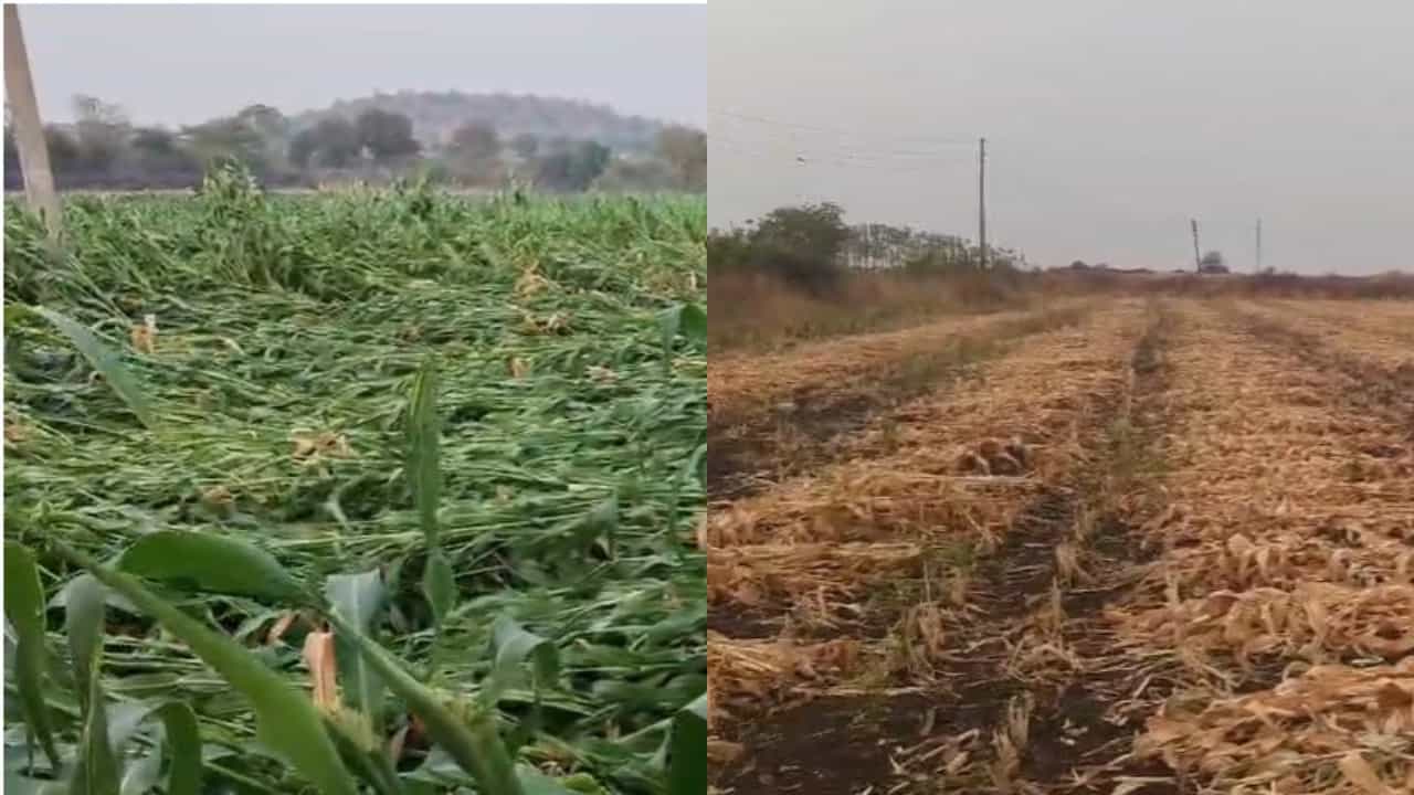 गहू, हरभऱ्याचा सत्यानाश, हातातोंडाशी आलेला आंबा गेला... ऐन उन्हाळ्यात आभाळच फाटलं; अवकाळीने शेतकरी हवालदिल