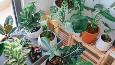 इनडोअर प्लांटची काळजी घेताना तुम्ही सुद्धा या चुका करता का? जाणून घ्या योग्य टिप्स