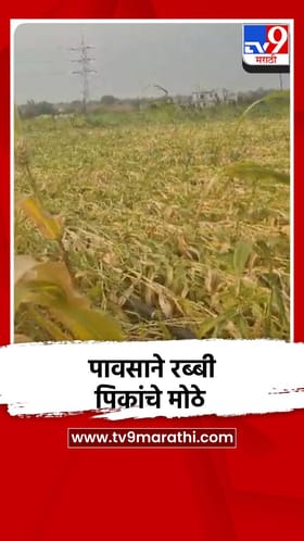 पावसाने रब्बी पिकांचे मोठे