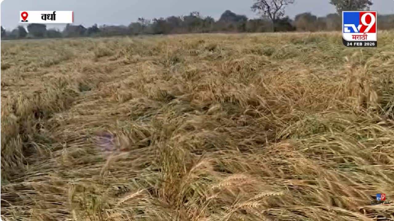 Wardha | अवकाळी पावसामुळे गहू, हरभरा, तूर पिकांचे नुकसान; शेतकरी हवालदिल