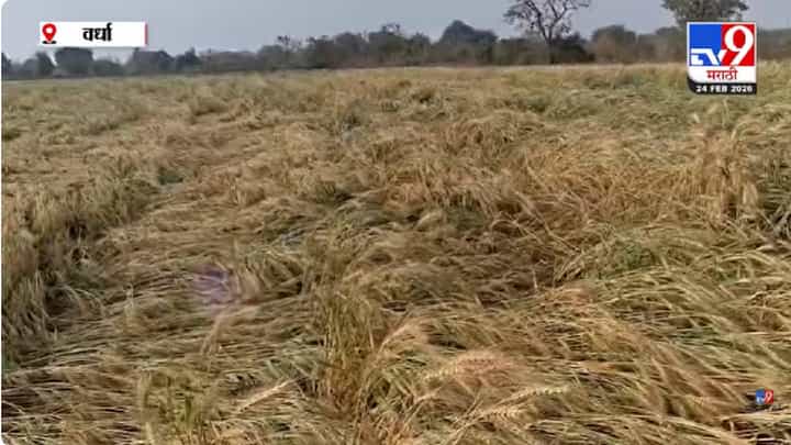Wardha | अवकाळी पावसामुळे गहू, हरभरा, तूर पिकांचे नुकसान; शेतकरी हवालदिल Wardha | अवकाळी पावसामुळे गहू, हरभरा, तूर पिकांचे नुकसान; शेतकरी हवालदिल