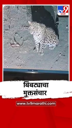 बिबट्याचा मुक्तसंचार.