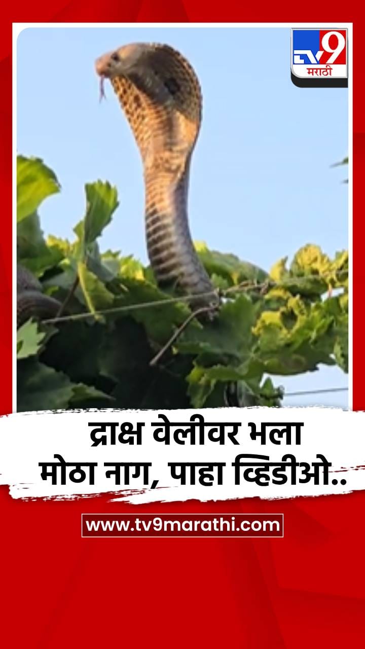द्राक्ष वेलीवर भला मोठा नाग, पाहा व्हिडीओ..