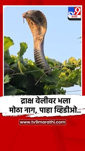 द्राक्ष वेलीवर भला मोठा नाग, पाहा व्हिडीओ...