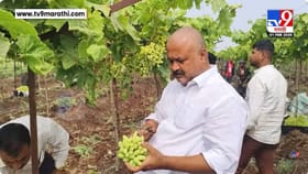 द्राक्ष उत्पादकांच्या डोळ्यात पाणी, उत्पादनात मोठी घट.