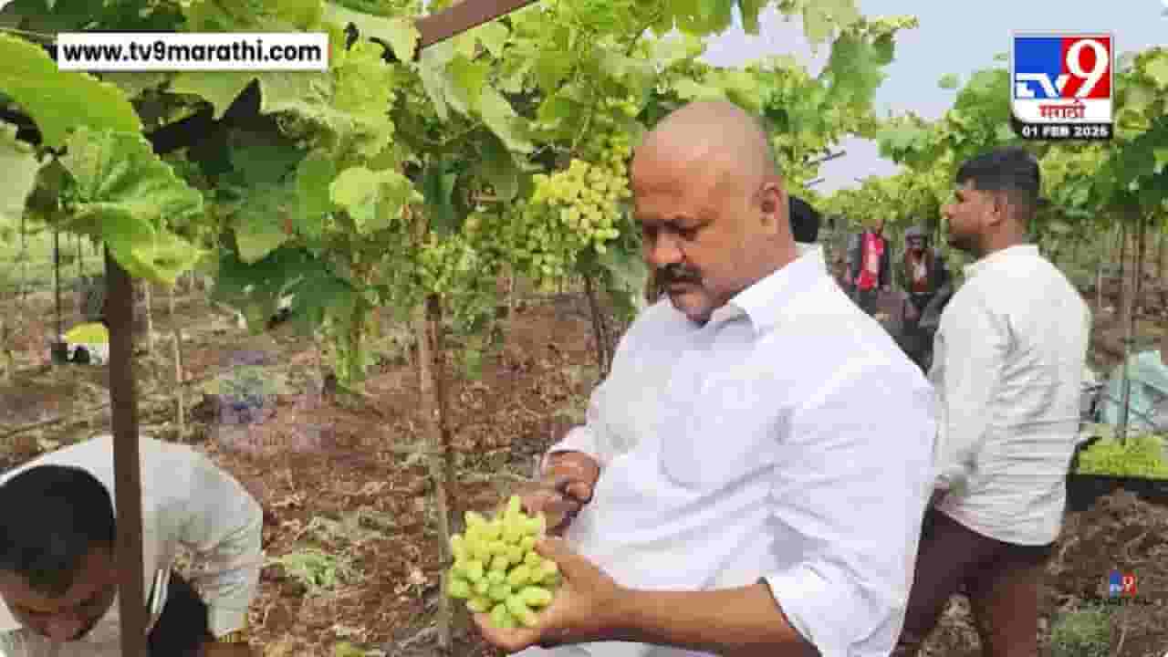 Nashik | द्राक्ष उत्पादकांच्या डोळ्यात पाणी, उत्पादनात मोठी घट