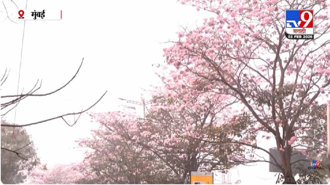 Mumbai | मुंबईत टोकियोचा नजारा; इस्टर्न एक्सप्रेस हायवेवर चेरी ब्लॉसम फुलांचा बहर