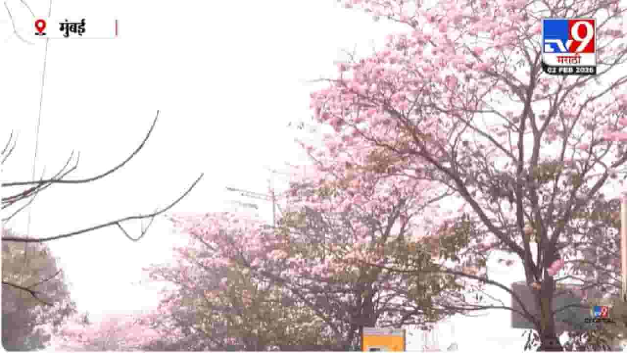 Mumbai | मुंबईत टोकियोचा नजारा; इस्टर्न एक्सप्रेस हायवेवर चेरी ब्लॉसम फुलांचा बहर