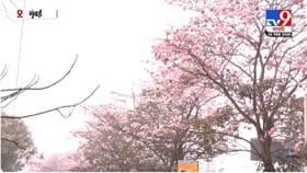 मुंबईत टोकियोचा नजारा; इस्टर्न एक्सप्रेस हायवेवर चेरी ब्लॉसमचा बहर. मुंबईत टोकियोचा नजारा; इस्टर्न एक्सप्रेस हायवेवर चेरी ब्लॉसमचा बहर.