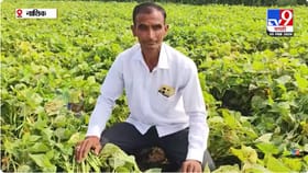 दुष्काळी तालुक्यात थंड प्रदेशातील राजमाची यशस्वी शेती.