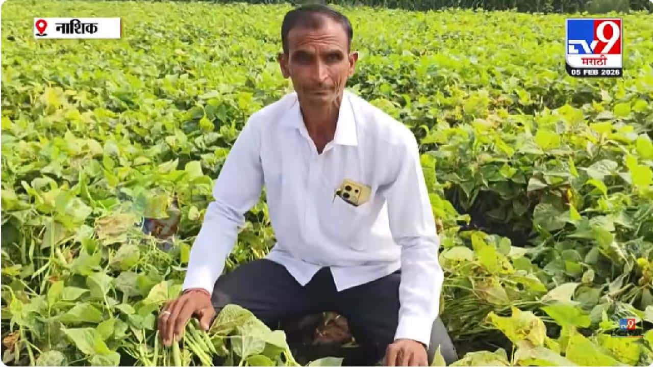 Nashik Rajma Farming | दुष्काळी तालुक्यात थंड प्रदेशातील राजमाची यशस्वी शेती; शेतकऱ्याचा यशस्वी प्रयोग चर्चेत
