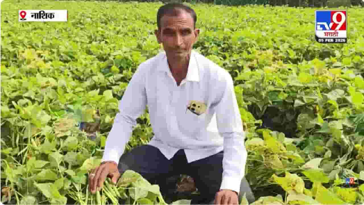 Nashik Rajma Farming | दुष्काळी तालुक्यात थंड प्रदेशातील राजमाची यशस्वी शेती; शेतकऱ्याचा यशस्वी प्रयोग चर्चेत
